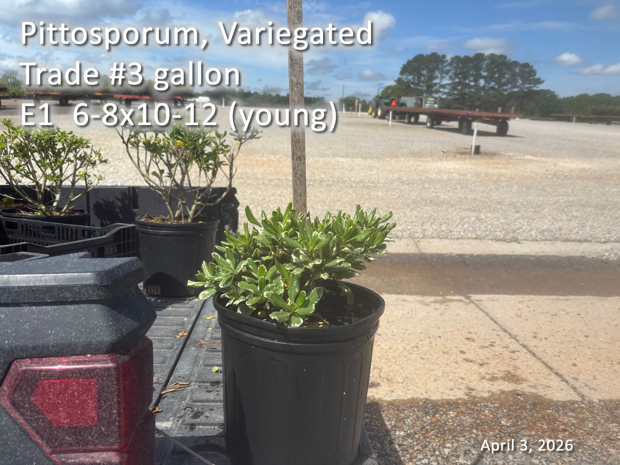 gallery/vpit3t young e1 apr3.jpg